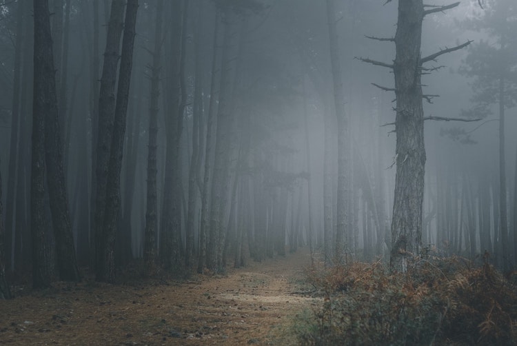 Being anxious of new and unknown is the same as walking into a foggy forrest - it looks scary, but once you make that step, you start appreciating the journey